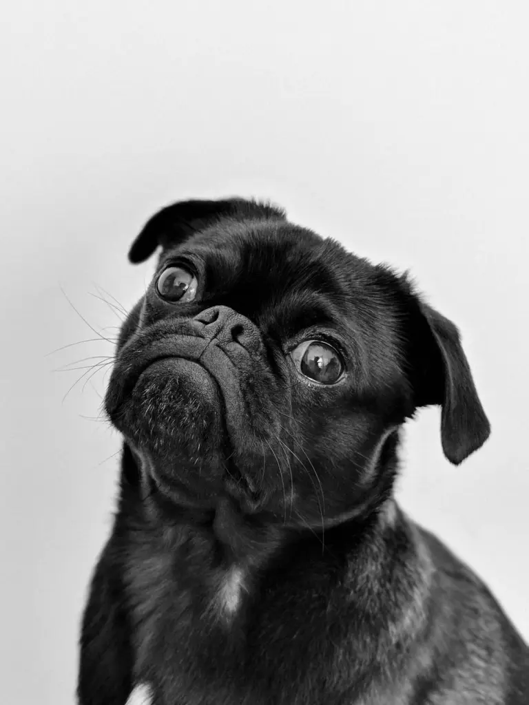 dog — GH news