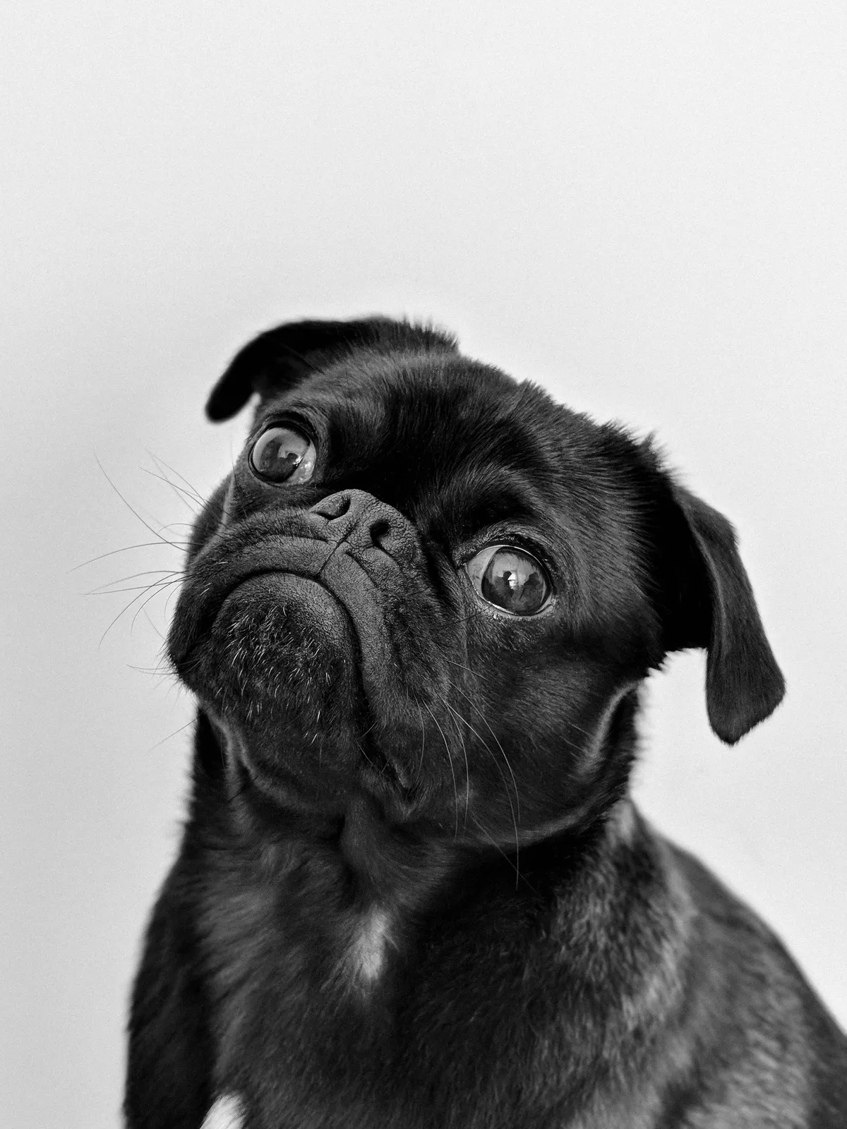 dog — GH news